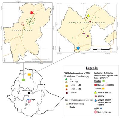 Genotype Diversity of Mycobacterium bovis and Pathology of Bovine Tuberculosis in Selected Emerging Dairy Regions of Ethiopia